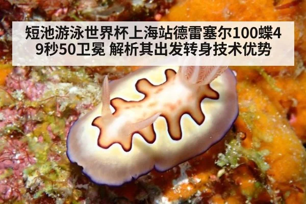 短池游泳世界杯上海站德雷塞尔100蝶49秒50卫冕 解析其出发转身技术优势